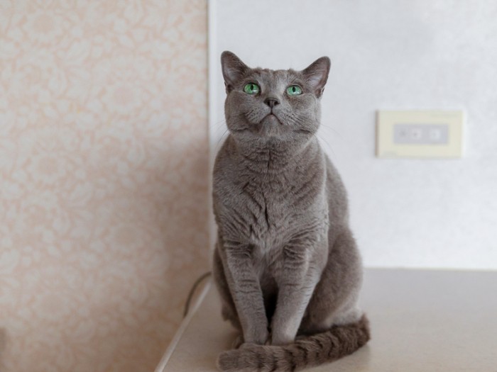 シャイなぽんたも