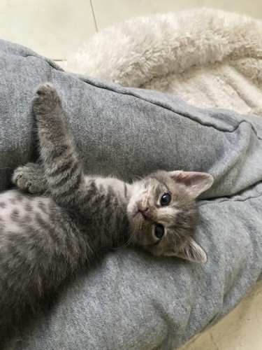 サラは甘えん坊（かよこさん提供）