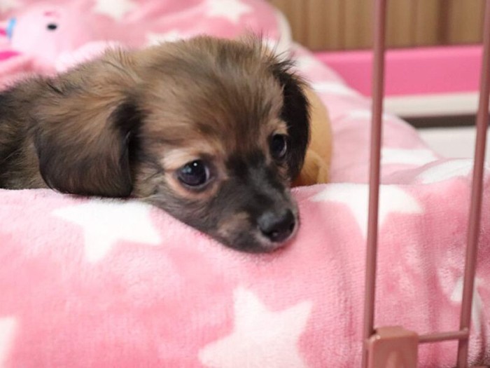 家にきたころの「小夏」
