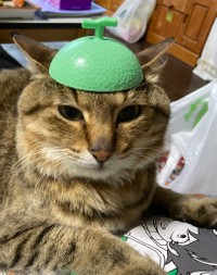 メロンキャップですが、何か？