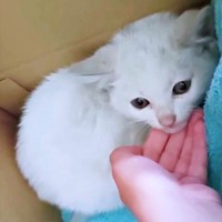 保護後、段ボール箱の隅っこにいたるるさん（画像提供：あるくきくらげさん）