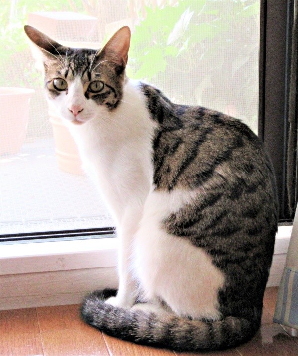 生後1カ月半、ぬいぐるみで遊ぶくうちゃん（画像提供：Ｙさん）