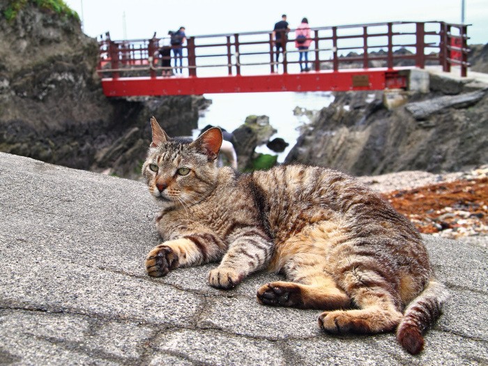 食後に懐っこいボノ（♂）が岩場近くを案内してくれました