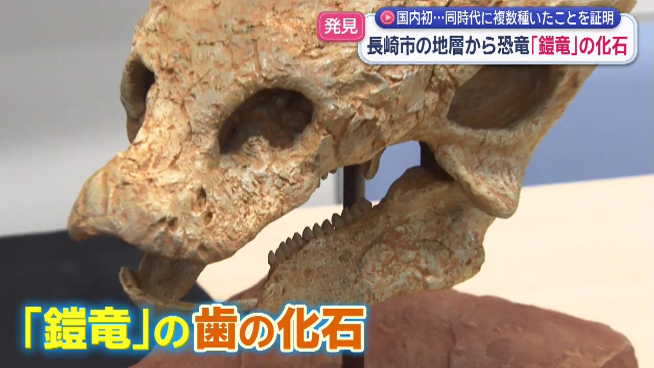 長崎市で恐竜「鎧竜」の歯の化石発見 同時代に複数種いたことを示す