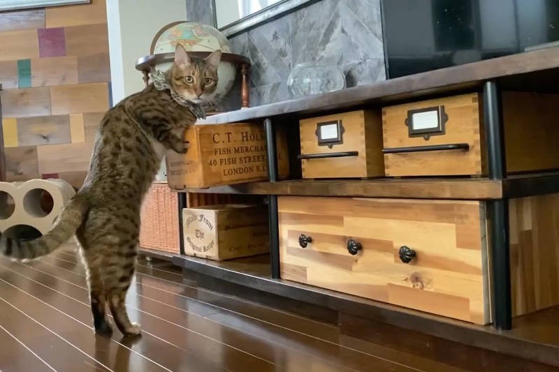 ８歳でもやんちゃぶりの衰えないレオン。手先も器用で引き出しも楽勝です