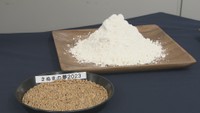 香川県産の新しい小麦「さぬきの夢2023」