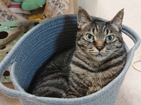 長生きしますように…の願いを込めて、漢字では「千世尾」　キジトラ猫「チョビ」