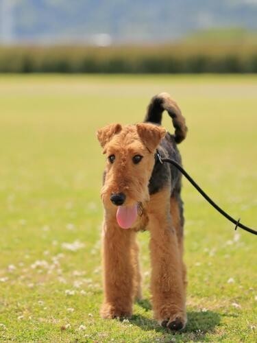 家にきたころの「彩」