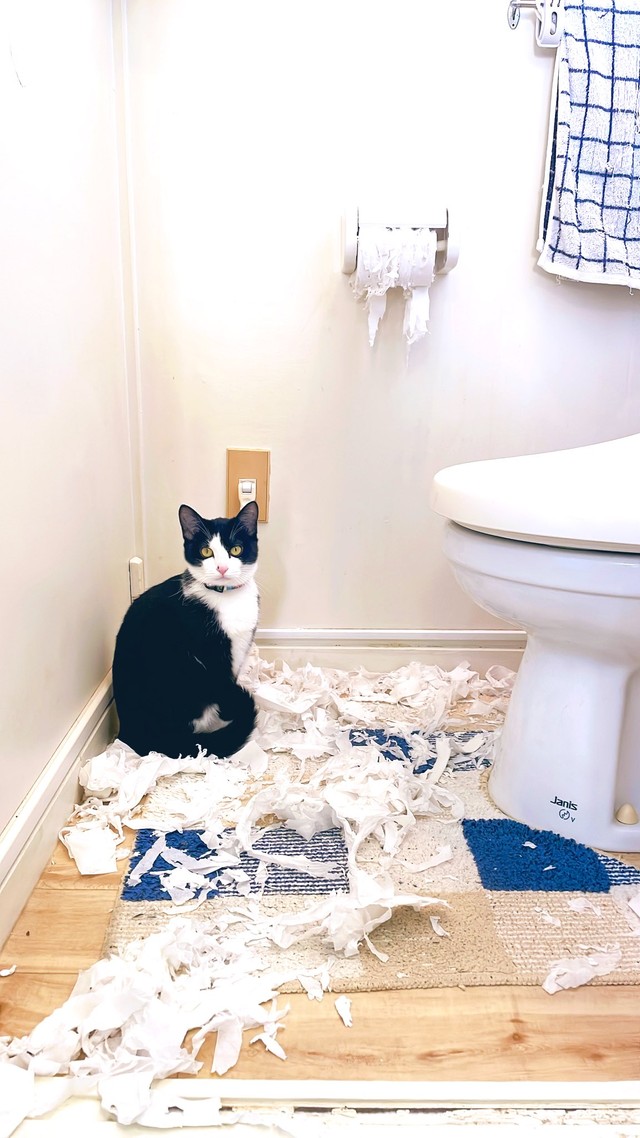 ボロボロ散り散りになったトイレットペーパーとハチワレ猫ちゃんの写真がtwitter上で話題を集めた（提供写真）