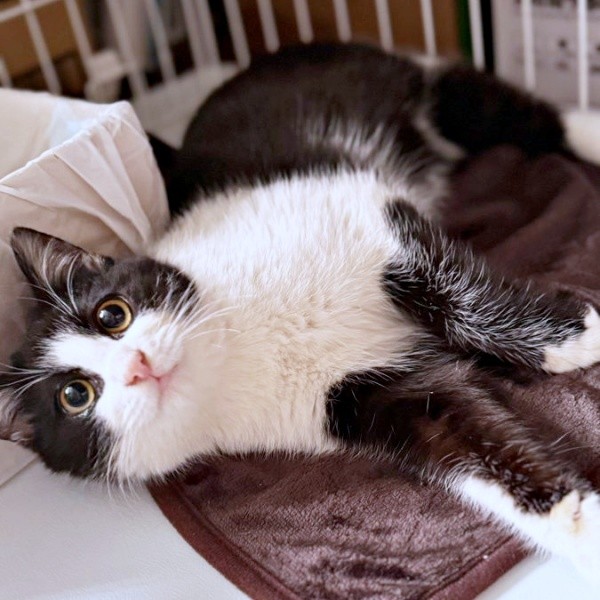 生後推定4カ月、保護まもないころのこねぎくん（画像提供：ともさん）