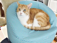 人間の子ども用の椅子でくつろぐ茶々くん（画像提供：茶々のちニャンキー時々ガブ男（猫垢）さん）