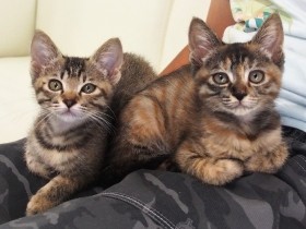 パーキングビルに捨てられた子猫姉妹を迎えた一家　「あの子の分まで元気に生きて」