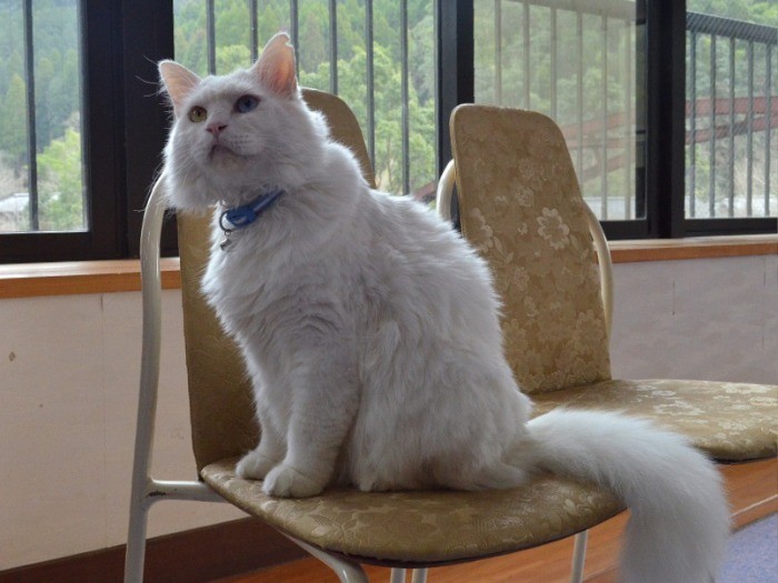 雪のような真っ白な毛並みと、左右の目の色が違う「ユキ」