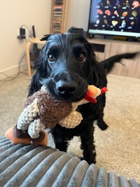 お気に入りのぬいぐるみとおちょちゃん（提供：おっちょこちょいのいぬさん）