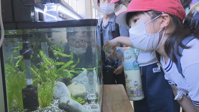 高松市の小学生が熱帯魚の飼育に挑戦