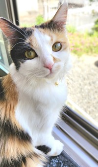 招き猫として活躍するみこちゃん（画像提供：方原 刺繍屋かたはらさん）