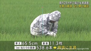生育は順調　幼い穂も確認　宮城県各地で水稲生育調査