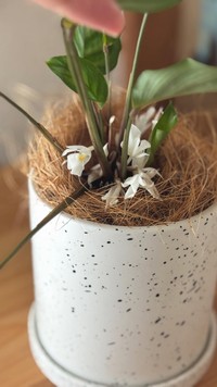 白い花が咲いたカラテア/らーちゃんさん（@raja_yai_room）提供