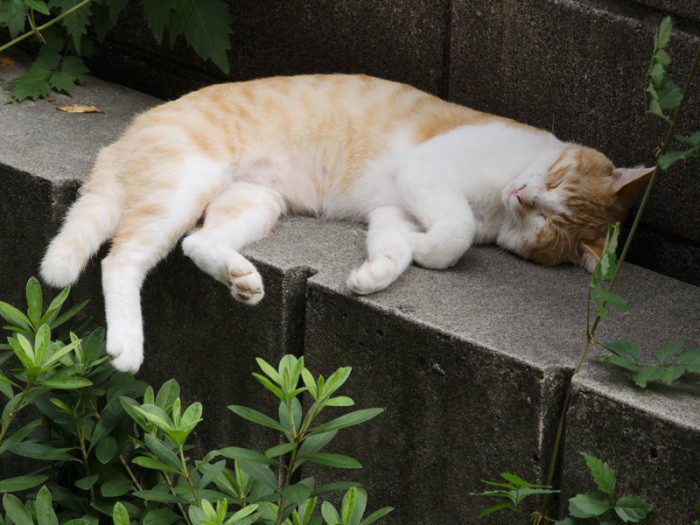 「ここはオイラのお気に入りの場所だったんだ」（小林写函撮影）