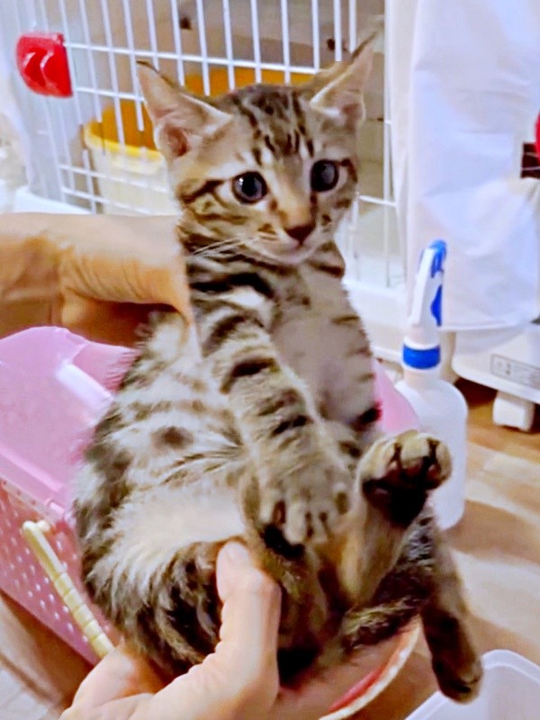 生後2カ月のひらりくん（画像提供：とららさん）