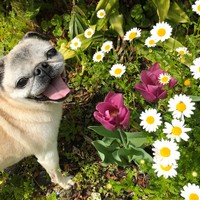 このチューリップもすてきないろじゃない？（提供写真）