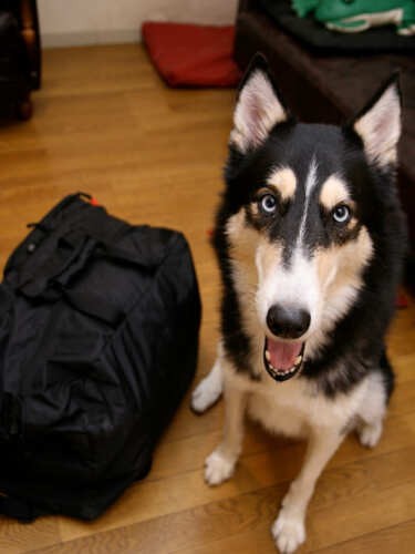 もしかして、旅行？の顔