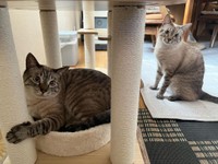 マリちゃんの方が色が濃いめ＝mari_go_424さん提供
