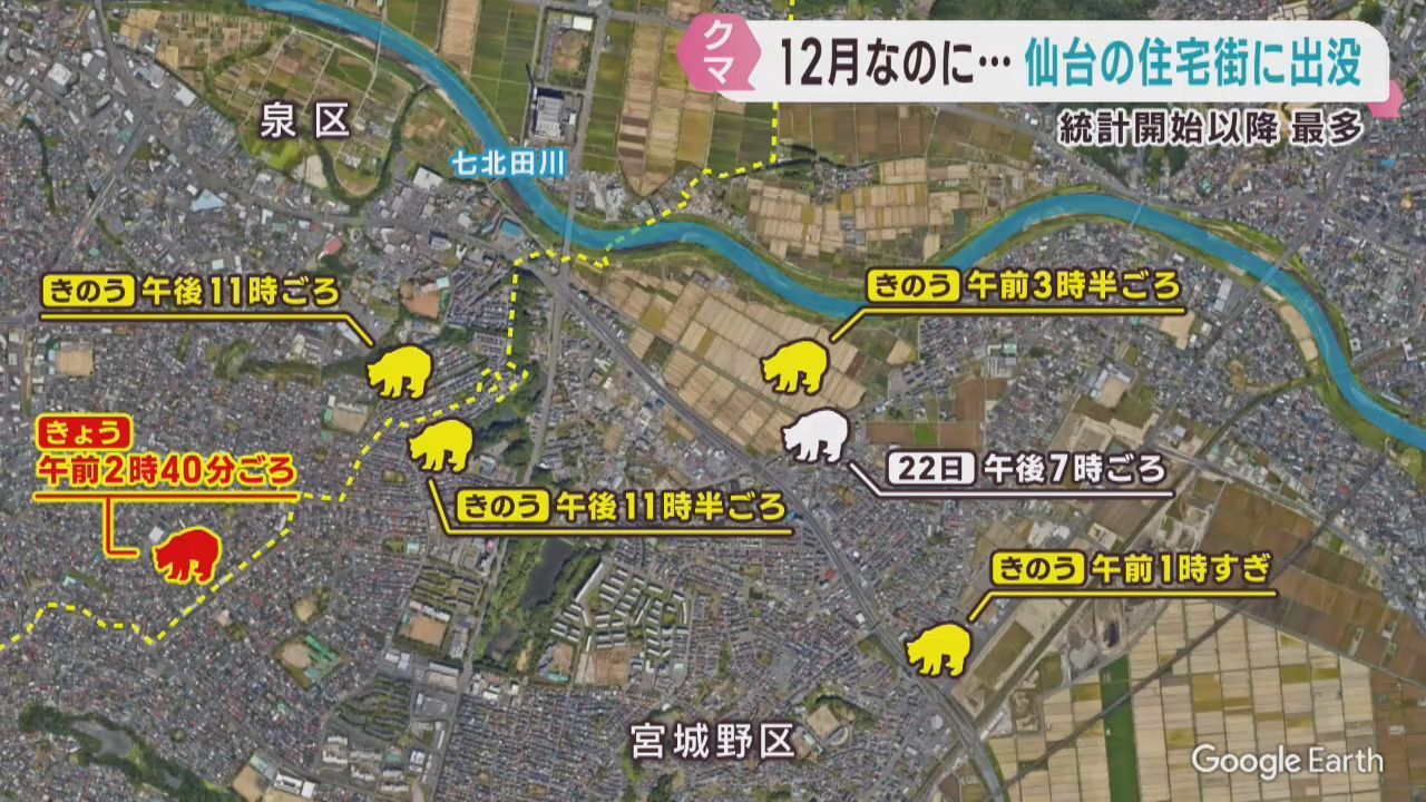 仙台市の住宅街でクマの目撃が相次ぐ　同一個体か　１２月の目撃は既に過去最多