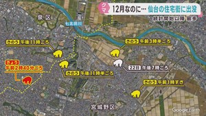 仙台市の住宅街でクマの目撃が相次ぐ　同一個体か　１２月の目撃は既に過去最多