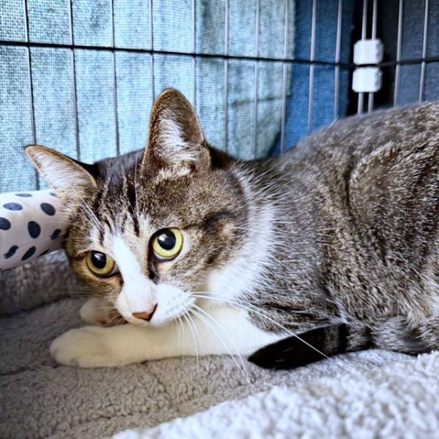 お迎え2日目、緊張状態が続くルナちゃん（画像提供：yuさん）