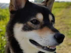 特技がたくさんあるよ　毎日いやしてくれる黒い柴犬「くろ」