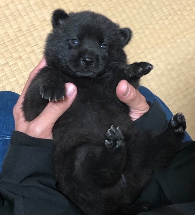 まるで「子グマ」みたいな子犬の「犬種」は？（画像提供：烏海さん）