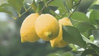 緑と黄色の違いは？旬はいつ？　「レモン農家」に聞いてみた【みんなのハテナ】