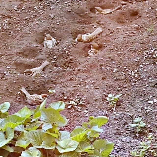 気持ちよさそうに花壇で砂浴びするスズメたち（画像提供：さっつーさん）