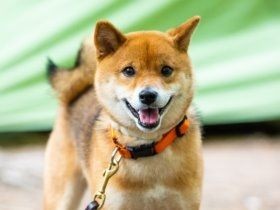 大切な犬・猫とどうやって出会った？　朝日新聞でアンケート