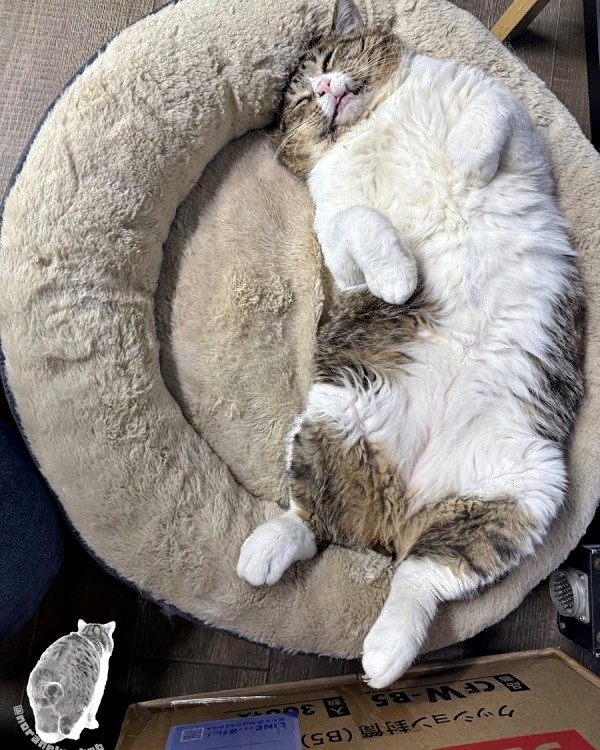 へそ天になって眠るボブくん（画像提供：元野良猫ボブさん）