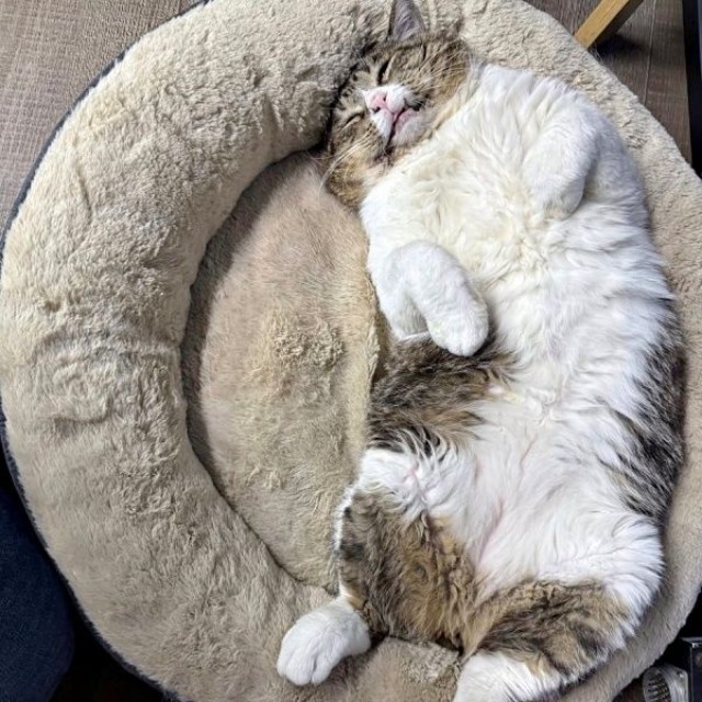 へそ天になって眠るボブくん（画像提供：元野良猫ボブさん）