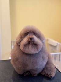 ドライヤーを止めるとこんなお顔