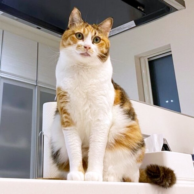 スラッとした美しい三毛猫へと成長したハナちゃん（画像提供：４匹の猫のママさん）