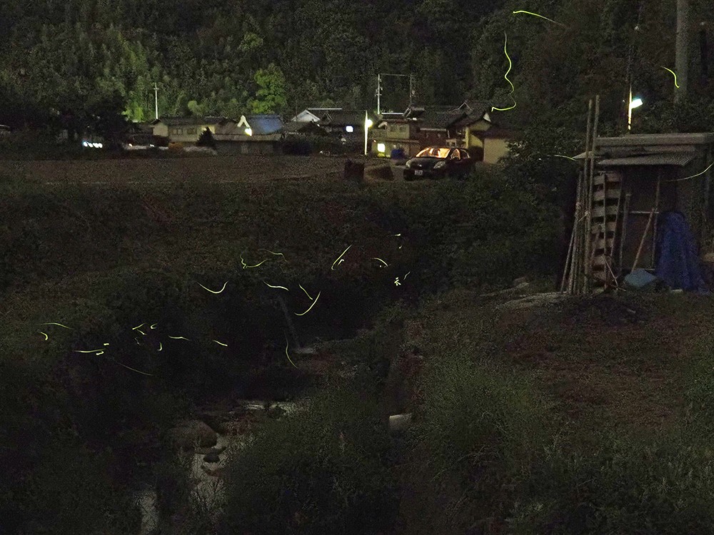 ゲンジボタルの 一生 を見守って18年 ひとりでは築けない 地域とホタルのいい関係 岡山 浅口市 ほ とせなnews