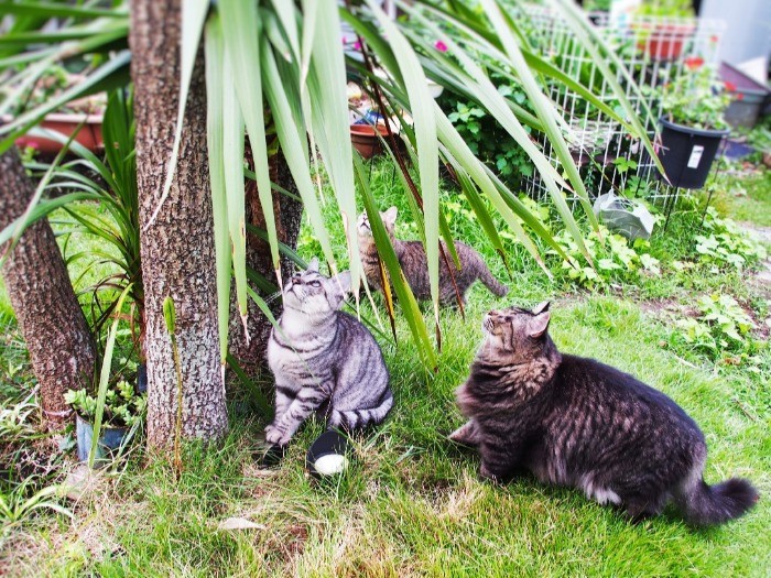 庭には大きなヤシの木があって、猫たちの木登りチャレンジ心を満たす