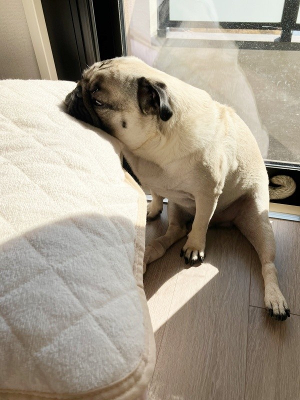 枕の上にアゴをのせてお昼寝するうーぺーくん（画像提供：パグのうーぺーさん）