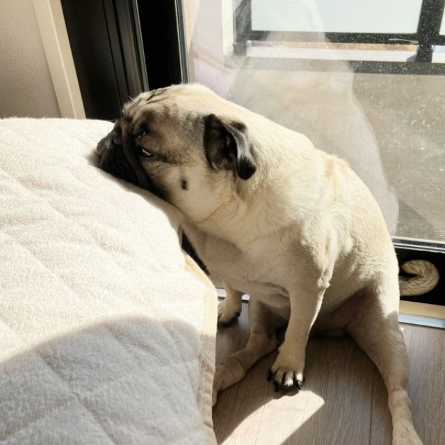 枕の上にアゴをのせてお昼寝するうーぺーくん（画像提供：パグのうーぺーさん）