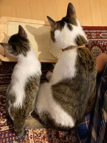 食事も仲良く並んで（真美さん提供）