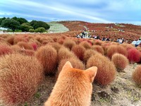 コキア紅葉を眺めるランちゃん（画像提供：柴犬ランちゃん お転婆日記さん）