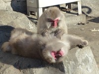 仲良く、毛づくろい（公財・東京動物園協会提供）