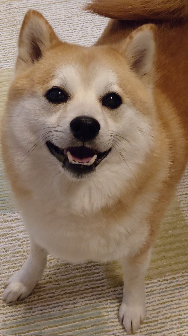 「おやつ待ちのきゅるるん目」（提供：柴犬ししまるさん）