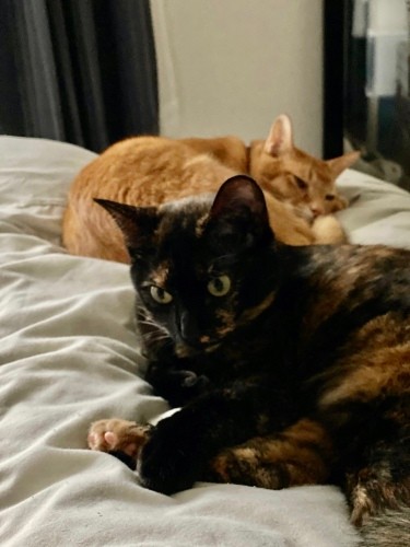 「優しいミュウはあたしのパパみたい。またごはんねだろう」（辻さん提供）