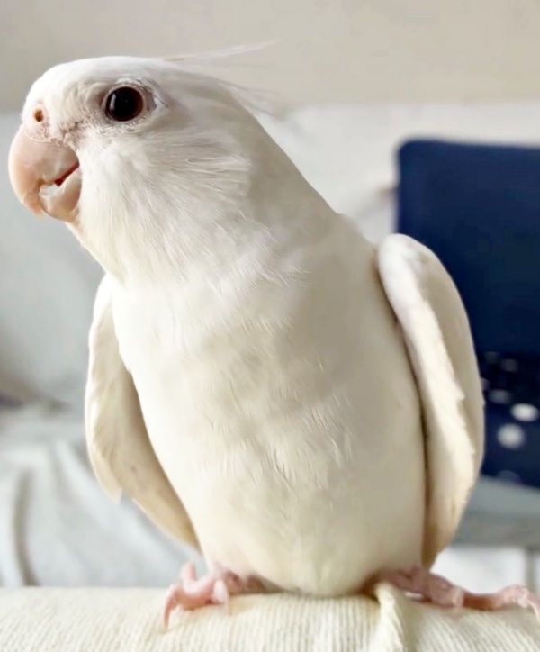 ママーー！」インコ、飼い主がトイレに行くだけで大絶叫 戻ると