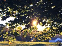 自由研究の題材に選んだクモ。幼い私は彼女を「夏の女王」と呼んだ